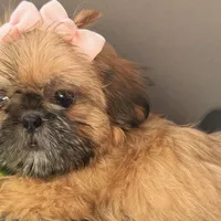 Nikki, a female Shih Tzu for sale in Glendale, AZ – Photo 1 of 5