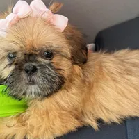 Nikki, a female Shih Tzu for sale in Glendale, AZ – Photo 5 of 5