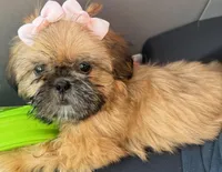 Nikki, a female Shih Tzu for sale in Glendale, AZ – Photo 5 of 5