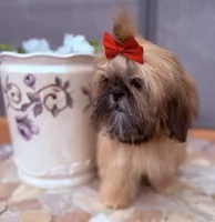 Nikki, a female Shih Tzu for sale in Glendale, AZ – 1 of 10