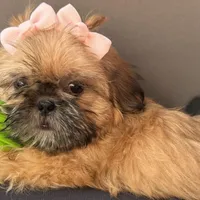 Nikki, a female Shih Tzu for sale in Glendale, AZ – Photo 4 of 5