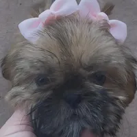 Nikki, a female Shih Tzu for sale in Glendale, AZ – Photo 2 of 5