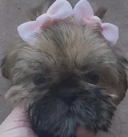 Nikki, a female Shih Tzu for sale in Glendale, AZ – Photo 2 of 5