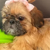 Nikki, a female Shih Tzu for sale in Glendale, AZ – Photo 3 of 5