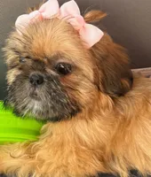Nikki, a female Shih Tzu for sale in Glendale, AZ – Photo 3 of 5