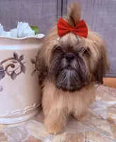 Nikki, a female Shih Tzu for sale in Glendale, AZ – 6 of 10