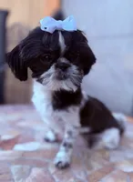 Euphoria , a female Shih Tzu for sale in Glendale, AZ – 6 of 10