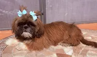 C-C, a female Shih Tzu for sale in Glendale, AZ – 4 of 7
