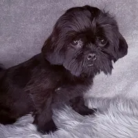 Link, a male Shih Tzu for sale in Glendale, AZ – Photo 10 of 10