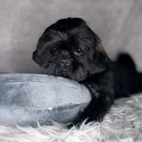 Link, a male Shih Tzu for sale in Glendale, AZ – Photo 1 of 10