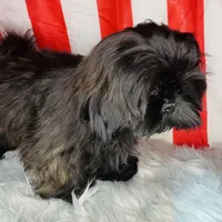 Link, a male Shih Tzu for sale in Glendale, AZ – Photo 8 of 10