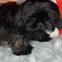 Link, a male Shih Tzu for sale in Glendale, AZ – Photo 6 of 10