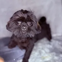 Link, a male Shih Tzu for sale in Glendale, AZ – Photo 3 of 10