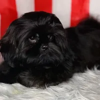 Link, a male Shih Tzu for sale in Glendale, AZ – Photo 2 of 10