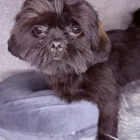 Link, a male Shih Tzu for sale in Glendale, AZ – Photo 9 of 10