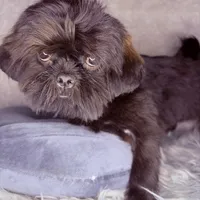 Link, a male Shih Tzu for sale in Glendale, AZ – Photo 4 of 10