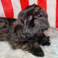 Link, a male Shih Tzu for sale in Glendale, AZ – Photo 5 of 10