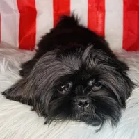 Link, a male Shih Tzu for sale in Glendale, AZ – Photo 7 of 10