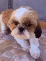 Roman, a male Shih Tzu for sale in Glendale, AZ – 2 of 9