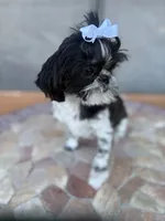 Euphoria , a female Shih Tzu for sale in Glendale, AZ – 10 of 10