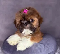 Ronnie , a female Shih Tzu for sale in Glendale, AZ – Photo 9 of 9