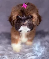 Ronnie , a female Shih Tzu for sale in Glendale, AZ – Photo 7 of 9