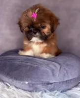 Ronnie , a female Shih Tzu for sale in Glendale, AZ – Photo 8 of 9