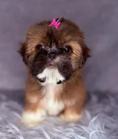 Ronnie , a female Shih Tzu for sale in Glendale, AZ – Photo 3 of 9