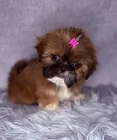 Ronnie , a female Shih Tzu for sale in Glendale, AZ – Photo 6 of 9