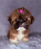 Ronnie , a female Shih Tzu for sale in Glendale, AZ – Photo 1 of 9