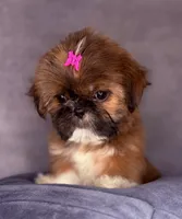 Ronnie , a female Shih Tzu for sale in Glendale, AZ – Photo 2 of 9