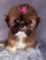 Ronnie , a female Shih Tzu for sale in Glendale, AZ – Photo 4 of 9