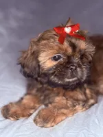 Grac-ee, a female Shih Tzu for sale in Glendale, AZ – 3 of 6