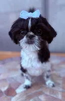 Euphoria , a female Shih Tzu for sale in Glendale, AZ – 5 of 10