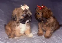 Grac-ee, a female Shih Tzu for sale in Glendale, AZ – 4 of 6