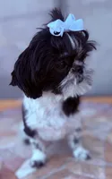 Euphoria , a female Shih Tzu for sale in Glendale, AZ – 7 of 10