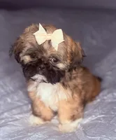 Karen, a male Shih Tzu for sale in Glendale, AZ – 5 of 5