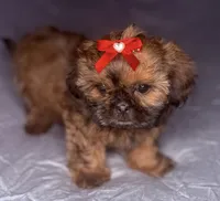 Grac-ee, a female Shih Tzu for sale in Glendale, AZ – 2 of 6