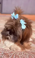 C-C, a female Shih Tzu for sale in Glendale, AZ – 5 of 7