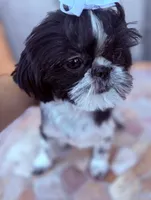 Euphoria , a female Shih Tzu for sale in Glendale, AZ – 8 of 10