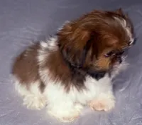 Kevin, a male Shih Tzu for sale in Glendale, AZ – 4 of 5