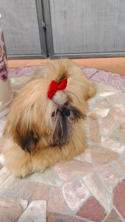 Nikki, a female Shih Tzu for sale in Glendale, AZ – 10 of 10