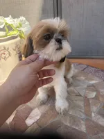Roman, a male Shih Tzu for sale in Glendale, AZ – 5 of 9