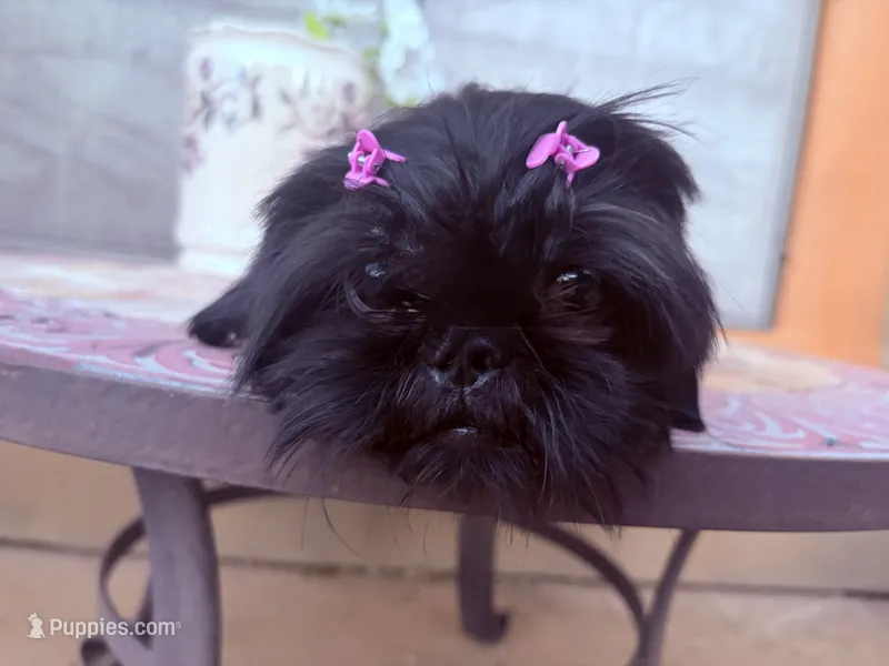 Moxie  – Shih Tzu puppy for sale in Glendale, AZ