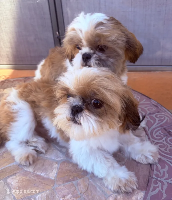 Roman – Shih Tzu puppy for sale in Glendale, AZ