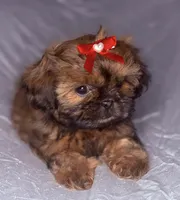 Grac-ee, a female Shih Tzu for sale in Glendale, AZ – 1 of 6