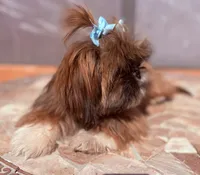 C-C, a female Shih Tzu for sale in Glendale, AZ – 3 of 7