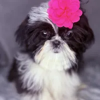 Winnie , a female Shih Tzu for sale in Glendale, AZ – Photo 3 of 5