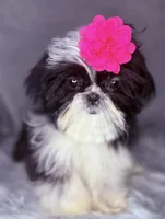 Winnie , a female Shih Tzu for sale in Glendale, AZ – Photo 3 of 5