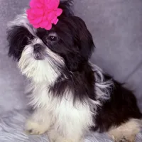 Winnie , a female Shih Tzu for sale in Glendale, AZ – Photo 1 of 5